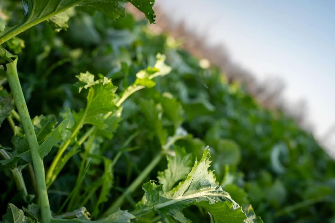 Crema di Broccoletti