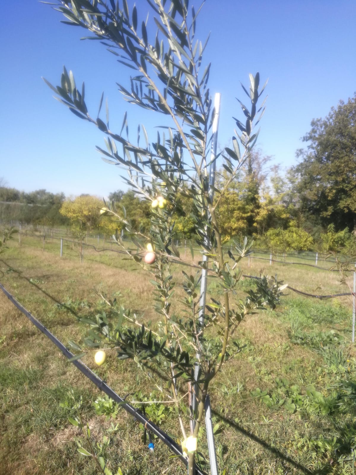 Crema di Olive Nere