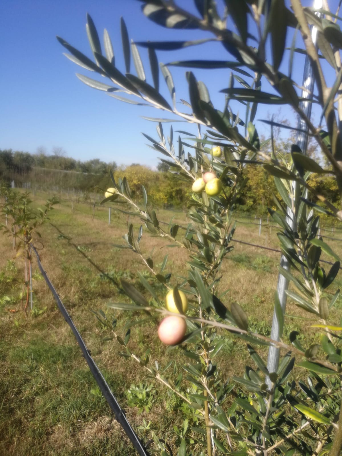 Crema di Olive Nere