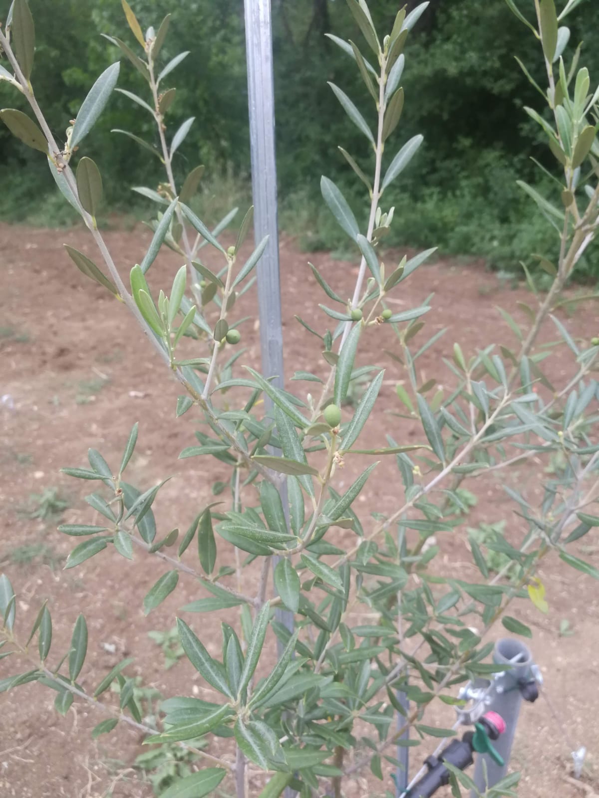 Crema di Olive Nere