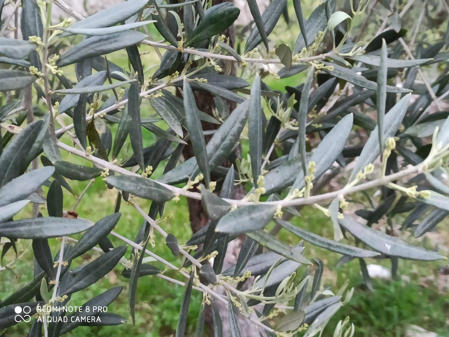 Crema di Olive Nere