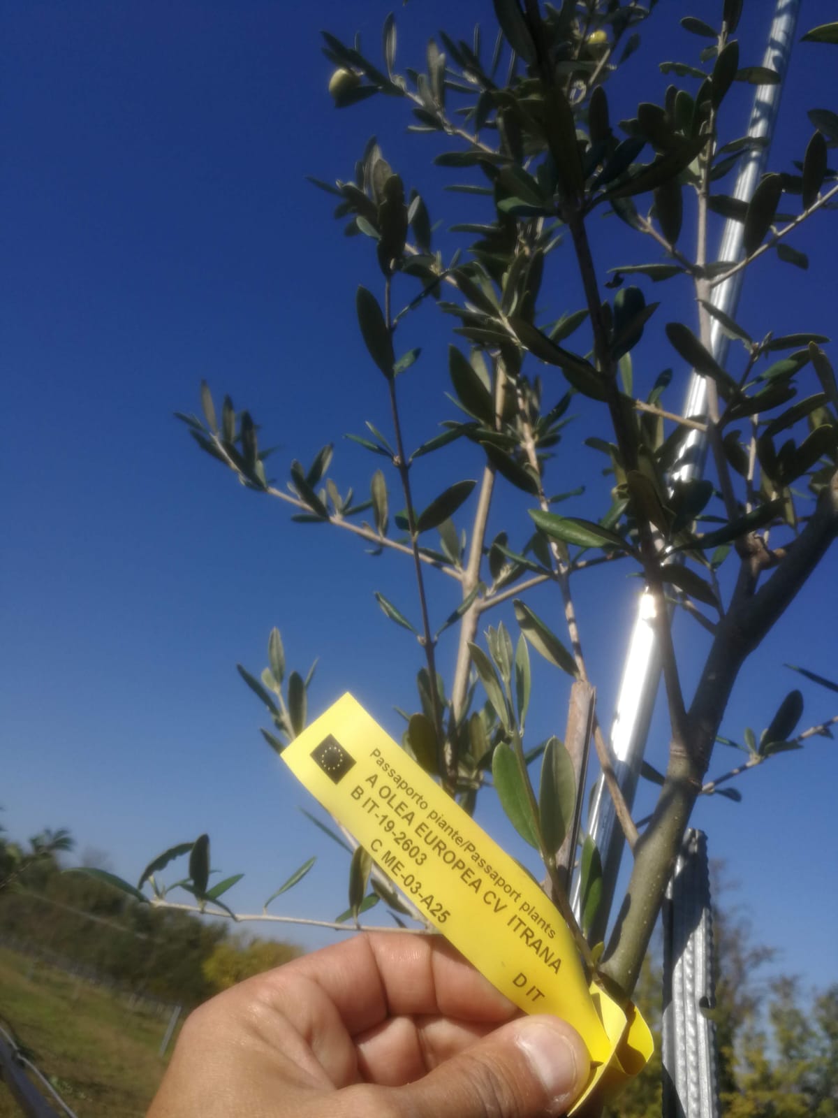 Crema di Olive Nere